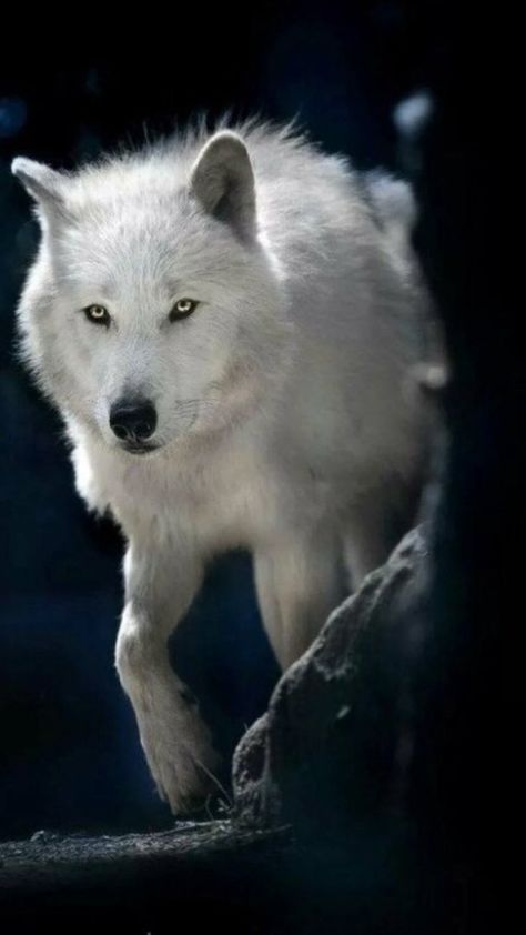 Wolf With Red Eyes, Wolf World, Wolf Life, Wolf Hybrid, Wolf Images, Wolf Photography, Psy I Szczenięta, Wolf Photos, Wolf Spirit Animal