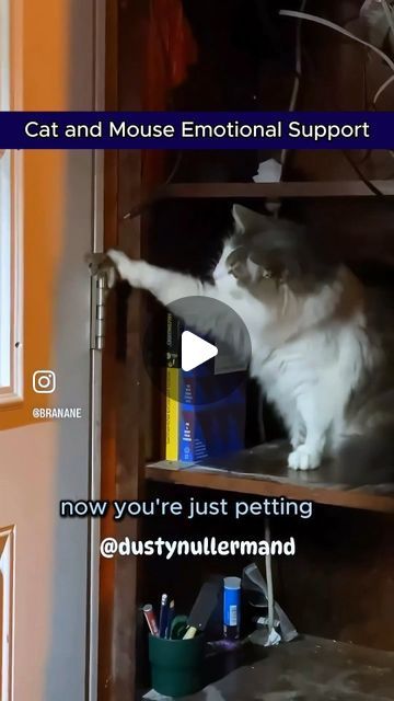 manic pixie cat lady on Instagram: "Emotional support animals

QUICK CREDITS:
Cat: @dustynullermand
Voice-Overs, Text, Sound Design and Color Correction: 👋🏻😊 
.
.
Subscribe to my Youtube to support my channel 💜
Link is clickable in my bio 🐈 
https://youtube.com/ManicPixieCatLady

#catvoiceover #animalvoiceover #catvideo #catvideos #catsofinstagram #talkingcats #catstagram #funnycats #funnypets #funnyanimals #funnyvoices #cutevoiceover #cat #catcommentary #manicpixiecatlady #catmemes #trendingcats #catvoiceovers #animalvoiceovers" Emotional Support Animal, Emotional Support, Sound Design, Cat Gif, Color Correction, Cats Of Instagram, Cat Memes, Funny Cats, Funny Animals