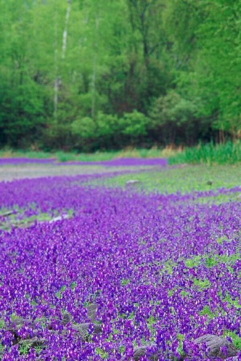 Orchid Field, Tumblr Flower, Purple Flowers Garden, Blue And Purple Flowers, Field Of Flowers, Purple Orchids, Purple Love, Fantasy Places, All Things Purple