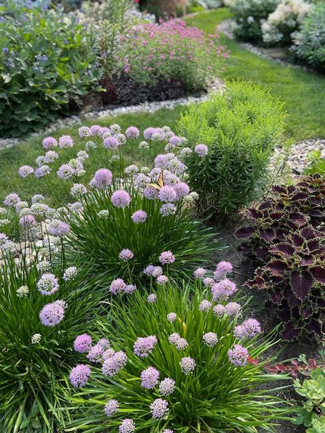 Kathy’s Iowa Garden in July - Fine Gardening Iowa Garden, Midwest Garden, Asiatic Lilies, Sloped Garden, Tv Icon, White Picket Fence, Fine Gardening, Garden Photos, Gorgeous Gardens