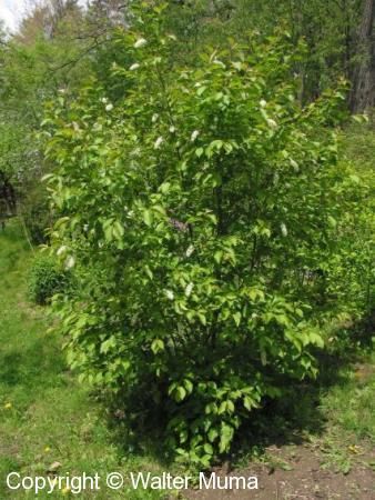 Chokecherry shrub is native to Central Oregon and thus beneficial to our insect population and birds Prunus Virginiana, Chokecherry Tree, Prairie Planting, Drought Tolerant Landscape, Wild Edibles, Central Oregon, Diy Landscaping, Garden Care, Trees And Shrubs