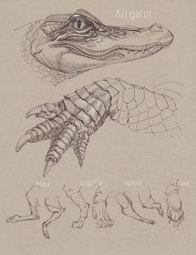 Warrior Spirit, Artist Heart: Dynamic Sketching with Peter Han Loki Tattoo, Peter Han, Crocodile Illustration, Alligators Art, Digital Tutorial, Drawing Guides, Animal Drawings Sketches, Texture Drawing, Animal Study