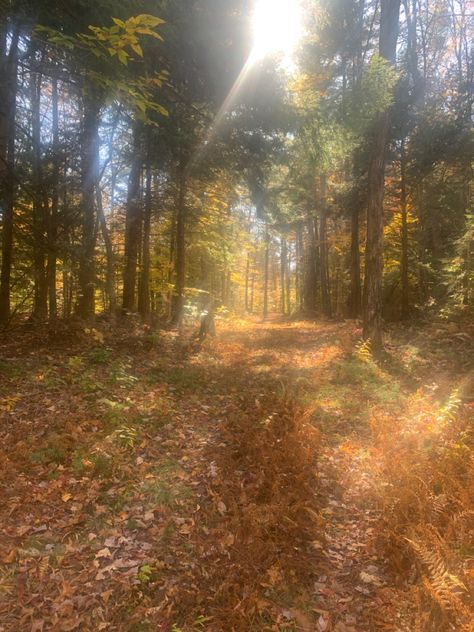 Sunny Woods Aesthetic, Ethereal Woods, Ethereal Forest, Mumbo Jumbo, Raw Meat, Nature Walk, Soft Aesthetic, We Fall In Love, Outer Banks