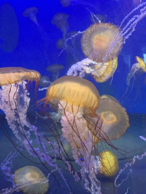 #aquarium #aquatic #water #animal #jellyfish #yellow #blue (photo is mine) Pretty Jellyfish, Jellyfish Aquarium Aesthetic, Blue Jellyfish Medium Widget, Jelly Fish Aquarium Aesthetic, Yellow Jellyfish, Green Aesthetic Jellyfish, Yellow Jellyfish Aesthetic, Jellyfish Pictures, Usernames For Instagram