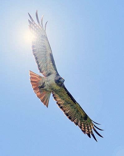 Bird of Prey soaring in sunlit sky Bird Soaring, Bird Pics, Birds In The Sky, Bird Of Prey, Supernatural Beings, Sky Photos, Nature Birds, Bird Pictures, Hell Yeah