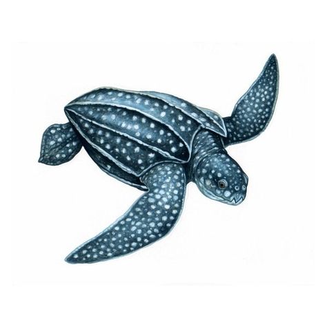 stock / Leatherback turtle ❤ liked on Polyvore featuring fish Leather Back Sea Turtle, Leatherback Sea Turtle, Sea Life Artwork, Sea Turtle Drawing, Sea Turtle Pictures, Sea Turtle Tattoo, Colourful Fish, Turtle Images, Turtle Quilt