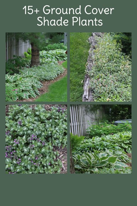 Under Tree Ground Cover, Cottage Garden Ground Cover, Shade Ground Cover Walkable, Mazus Ground Cover, Shade Loving Ground Cover Perennials, Creeping Ground Cover Perennials, Lamium Ground Cover, Shade Ground Cover Perennial, Full Shade Ground Cover