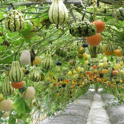 hanging gourd garden - A wonderful and beautiful idea for growing these fruit with uniformity. Perma Culture, Kebun Herbal, Vertical Vegetable Gardens, Vertical Vegetable Garden, Garden Vines, Vertical Gardens, Veg Garden, Secret Gardens, The Secret Garden