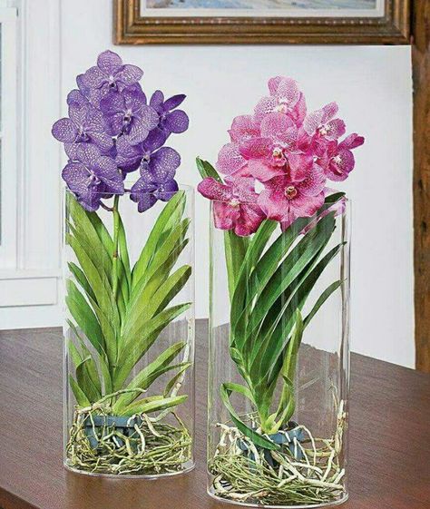 Orchid Plant Care, Orchid Flower Arrangements, White Flower Farm, Vase Transparent, Vanda Orchids, Acrylic Vase, Blue Lotus Flower, Growing Orchids, Orchids Garden