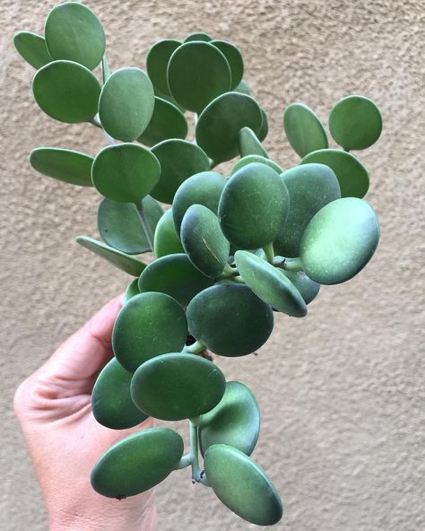 @anxiousgarden on Instagram: “String of Coins!” 4 SALE Anxiousgarden.com | Silver Dollar Succulent Silver Dollar Plant, Tanaman Indoor, Plant Diseases, Dry Creek, Unusual Plants, Rare Succulents, Cactus Y Suculentas, Pretty Plants, Cactus Flower