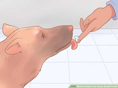 3 Ways to Keep Your Dog's Breath Fresh - wikiHow Pet Dog Bad Breath Remedy, Dog Breath Remedy, Stinky Dog Breath, Dog Science, Dog Throwing Up, Bad Dog Breath, Smelly Dog, Stinky Dog, Puppy Breath