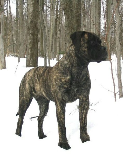 Bullmastiff Brindle, Brindle Bullmastiff, Bull Mastiff Dogs, English Mastiff Puppies, Cane Corso Dog, Corso Dog, Anna Banana, Tibetan Mastiff, Mastiff Dogs