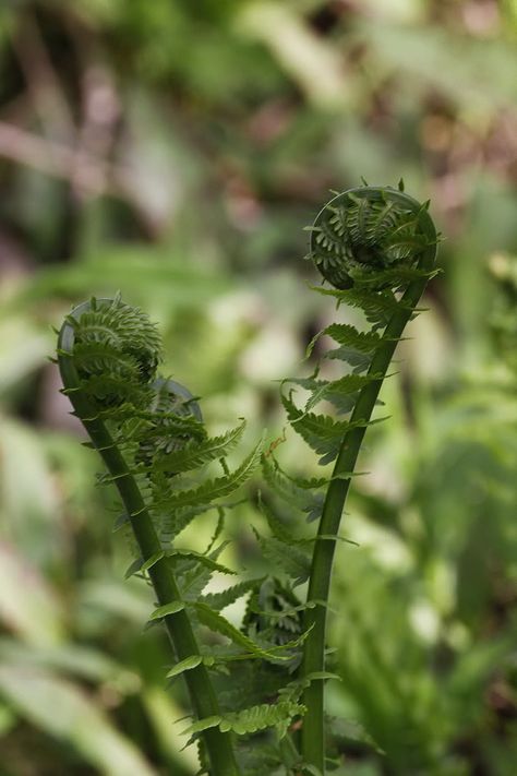 Fiddle Head Fern Tattoo, Michigan Foraging, Fiddle Head Fern, Fiddle Heads, Fiddle Fern, Bush Craft, Tattoo Reference, Wild Forest, Visible Mending