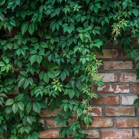 Engelmannsvin Parthenocissus Quinquefolia, Outdoor Structures, Herbs