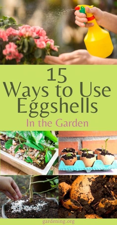 Garden Improvement, Gardening Hacks, Fertilizer For Plants, Diy Gardening, Container Gardening Vegetables, Sustainable Garden, Air Fryer Recipes Healthy, Rain Garden, Plant List