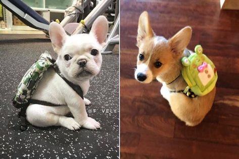 These adorable dogs are wearing very important backpacks, packed full of... something. Does it matter? They're wearing backpacks! Wearing Backpack, Adorable Dogs, Dog Wear, Indie Brands, Dog Food, Animals Beautiful, French Bulldog, Photo Ideas, Cute Dogs