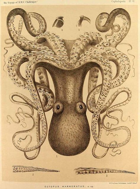 Octopus Illustration, Natural Form Art, Vintage Octopus, Motif Art Deco, Octopus Art, Scientific Illustration, Art Et Illustration, Sea Monsters, Art And Illustration