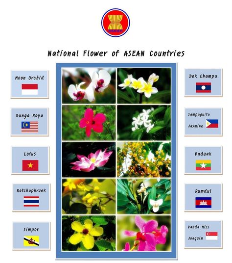 National Flower Series | GUAI SHU SHU | Page 2 Cambodia National Flower, Thailand National Flower, Asean Flag, Asean Countries, Cambodia Food, Lan Chi, Cambodia Beaches, Writing Paper Template, National Flower