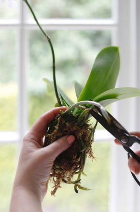 How to Repot an Orchid Step by Step (Without Killing It) Repotting Orchids, Indoor Orchids, Orchid Plant Care, Orchid Roots, Growing Orchids, Orchids Garden, Inside Plants, Orchid Care, Orchid Plants