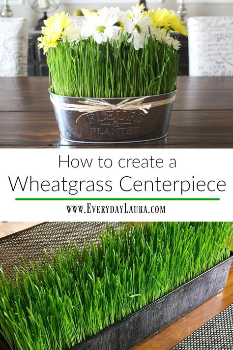 How to create a wheatgrass centerpiece. Spring decor, Easter decorations, fun DIY crafts, things to do with kids, home decor ideas, budget decor, easy to grow indoor plants, budget decor ideas. #decor #homedecorideas #springdecor #springstyle #funprojectsforkids #houseplants #eastercrafts #easterdecorations #easterdiy Wheatgrass Centerpiece, Wheat Grass Centerpiece, Grass Centerpiece, Grass Growing, Grass Decor, Spring Centerpiece, Deco Nature, Easter Decorations Outdoor, Wheat Grass