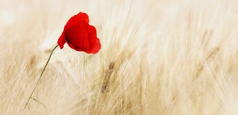 counter-cultural Colors In The Bible, Poppy Photo, Field Wallpaper, Golden Wheat, Wheat Fields, Poppy Print, Parenting 101, Albert Camus, Remembrance Day