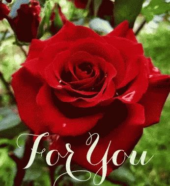 Special For You GIF - Special ForYou Roses - Discover & Share GIFs Roses Gif, Rosé Gif, Roses Garden, Beautiful Red Roses, Flowers Gif, Belle Rose, Rose Of Sharon, Blooming Rose, Beautiful Rose Flowers