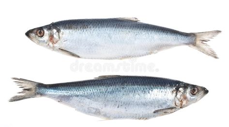 Herring. Fresh herring on white background #Sponsored , #Affiliate, #Ad, #Fresh, #white, #herring, #Herring Herring Fish, Herring Recipes, Fast Food Logos, Infographic Design Inspiration, Rainbow Fish, Graphic Design Photography, Logo Food, Print Designs Inspiration, Art Poses