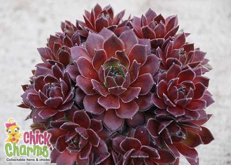 Chick Charms® Berry Bomb™ Hens And Chicks Succulent, Hardy Succulents, Red Succulents, Hen And Chicks, Waterwise Garden, Rock Garden Plants, Food Gardening, Sun Perennials, Rock Gardens