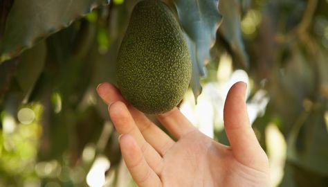 What Kind of Soil Is Good for Avocado Trees?. Enjoying the creamy flesh from a ripened avocado is a treat for the taste buds, especially if you have cultivated the fruit from your own garden. Requiring a lot of garden space for their shallow root systems, these complex evergreen trees need full sunlight to generate ... Avocado Trees, Growing Sweet Potatoes, Avocado Tree, Evergreen Trees, The Fruit, Garden Spaces, The Taste, Taste Buds, Soil