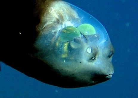 You've heard of eyes in the back of your head. Well, the Barreleye Fish has eyes on top of his head. The large green peepers are visible through his see-through head and can move upward to sense potential danger as well as look straight ahead. Barreleye Fish, Weird Sea Creatures, Fishing Videos, Underwater Creatures, Deep Sea Fishing, Ocean Creatures, Sea Fish, Weird Animals, Underwater World