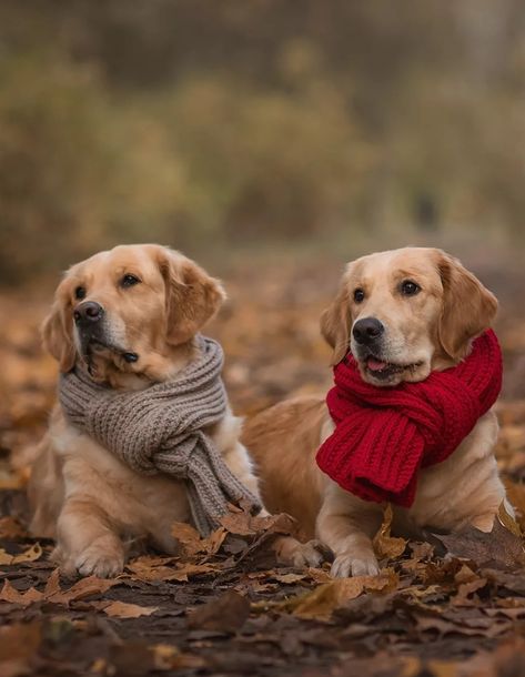 Labrador Photoshoot, Autumn Photoshoot, Dog Photoshoot, Puppy Dog Eyes, Cute Animals Puppies, Really Cute Dogs, Monogram Alphabet, Dog Photo, Lhasa Apso