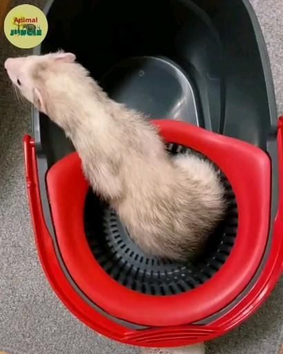 Baby Ferrets, Funny Ferrets, A Ferret, Mop Bucket, Pet Ferret, Cute Ferrets, G Force, Too Funny, Cute Animals Images