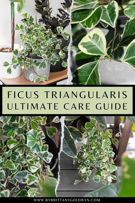 Learn all about ficus triangularis variegata care! This gorgeous dwarf fig tree will make the perfect addition to your houseplant collection. Ficus Triangularis Variegata, Fig Tree Types, Ficus Tree Indoor, Fig Plants, Ficus Triangularis, Variegated Ficus, Inside House Plants, Houseplant Collection, Weeping Fig