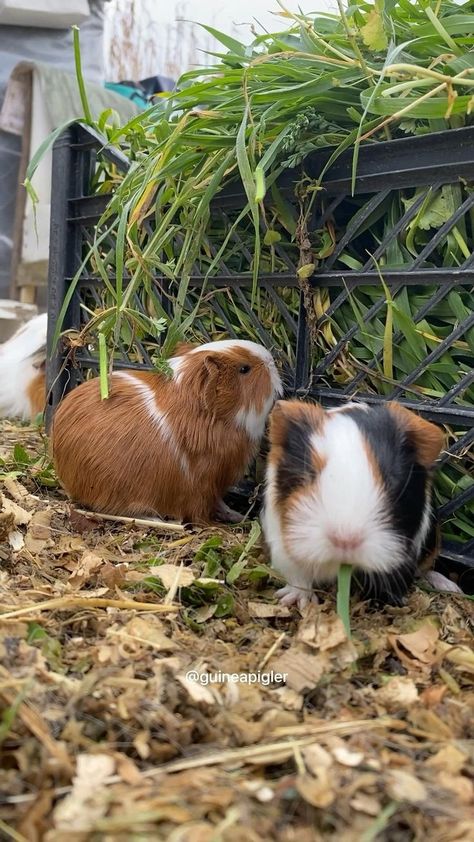 Pig Habitat, Guinea Pig Food, Guinea Pig House, Baby Guinea Pigs, Pig Farm, Pet Guinea Pigs, Cute Guinea Pigs, Pig Farming, Animal Habitats