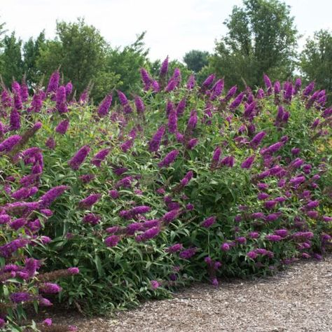 RoyalRazz Buddleia Buddleja Davidii, Plant Zones, Cottage Farm, Foundation Planting, Butterfly Bush, Plant Information, Flowering Shrubs, Small Trees, Lawn And Garden