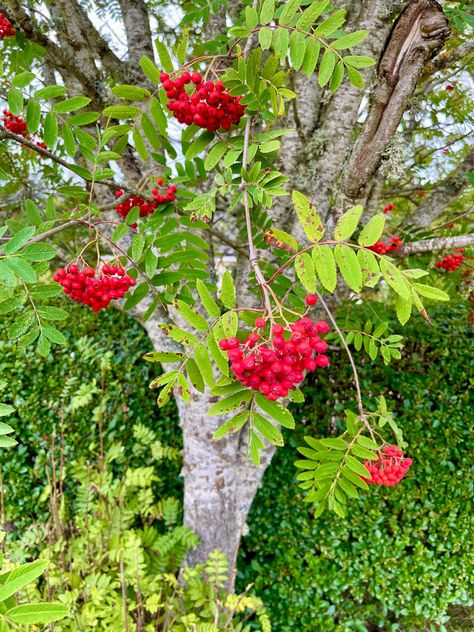 The bane of witches and diviner of the future or more likely made into a jelly, the Rowan is an elegant tree with a mystical history. Supposedly planted near houses to protect against witches, the berries are a rich source of autumnal food for many birds. Supposedly if the rowan berries are out early, we can expect a hard winter. They are, however, beautiful to look at and are a centuries-old ingredient in Scottish cooking. #kitchen #locallysourced Autumnal Food, Rowan Berry, Rowan Berries, Rowan Tree, Big Garden, Northern Europe, Cooking Kitchen, Perennials, Jelly