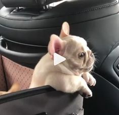 Bulldog Francese, Bulldog Funny, Frenchie Puppy, Adorable Dogs, French Bulldog Puppies, Animal Videos, Amazing Animals, Cute Animal Videos, Bulldog Puppies