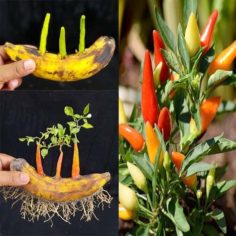 Simple method propagate chilli tree with Banana / how to grow chilli tree at home | banana, tree, chili pepper | Simple method propagate chilli tree with Banana / how to grow chilli tree at home | By Rana Craft | Facebook Chilli Tree, Banana Tree, Tree Care, Veggie Garden, Chili Pepper, Grow Your Own, How To Grow, To Grow, Chili