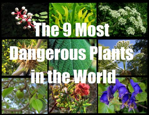 The 9 Most Dangerous Plants in the World - When looking for wild edibles, beware of these dangerous plants! Dangerous Plants, Be Dangerous, Wild Edibles, Camping Survival, Survival Prepping, All About Plants, Bushcraft, Garden Plants, Life Hacks