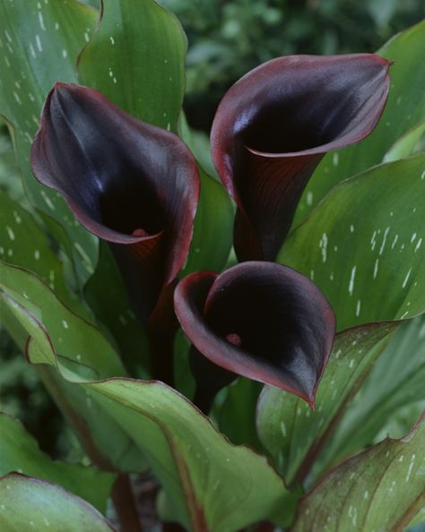 Calla-Lily-‘Black-Star’ Calla Lily Bulbs, Black Calla Lily, Plant Bulbs, Mini Calla Lilies, Goth Garden, Calla Lily Flowers, Lily Bulbs, Plants Ideas, Gothic Garden