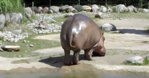 Fart Humor, Hippopotamus, Try Not To Laugh, Just Funny, Animal Videos, Laugh Out Loud, Makes Me Laugh, Too Funny, Animal Gifs