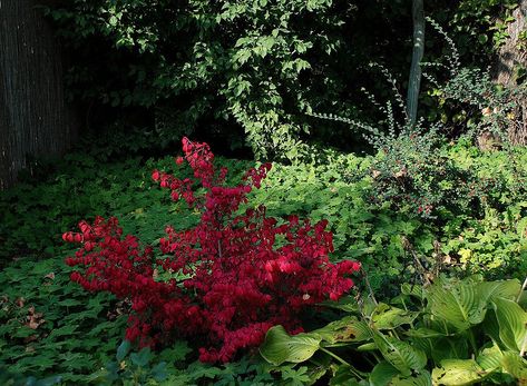 Japanese Euonymus, Euonymus Japonicus Jean Hugues, Moonshadow Euonymus, Euonymus Alatus Compactus, Euonymus Japonicus Green Spire, Euonymus Alatus, Garden Diary, Shade Plants, Garden Center