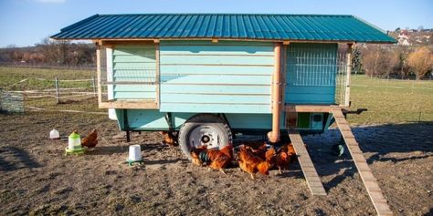 What To Know About Painting a Chicken Coop Painting A Chicken, Wood Stain Color Chart, Backyard Chicken Coop, Painted Radiator, Wood Primer, Best Chicken Coop, Raising Backyard Chickens, Wood Stain Colors, Backyard Chicken Coops