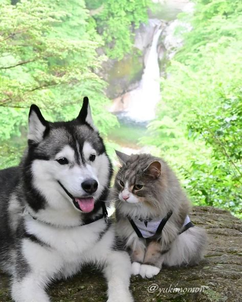 Home / Twitter Husky And Cat, Best Cat Litter, Sweet Kitty, Purina Pro Plan, Most Beautiful Cat Breeds, By Your Side, Beautiful Cat, Cat Litter, White Cat