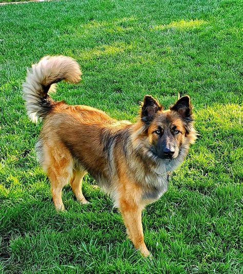 German Shepherd/Border Collie mx (Shollie) Border Collie German Shepherd, German Shepherd And Border Collie, Shollie Dog, German Shepherd Border Collie Mix Dogs, Border Collies Herding, Border Collie Beagle Mix Dogs, Border Collie Herding, Border Collie Mix, Collie Mix