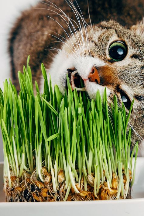 Cat Throwing Up, Toxic Plants For Cats, Cat Safe Plants, Cat Grass, Natural Cat, Best Indoor Plants, Cat Garden, Terraria, Cat Room