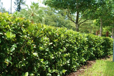 viburnum-suspensum-hedge; Sandwanka viburnum; 4-8'x4-8'; highly salt tolerant; well-drained to xeric soil, sun; evergreen Viburnum Hedge, Florida Landscaping, Garden Hedges, Easy Care Plants, Landscape Plan, Modern Landscaping, Landscape Projects, Trees And Shrubs, Tropical Garden