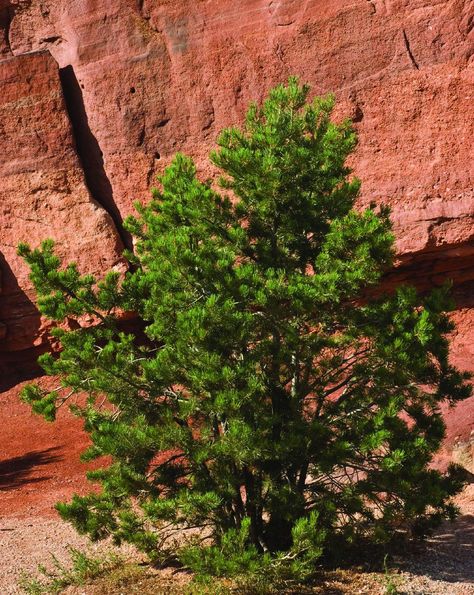 Backyard Redesign, Pinyon Pine, Gardening Therapy, Drought Tolerant Trees, Tranquil Garden, Outdoor Sanctuary, Garden Plan, Desert Mountains, Color Reference