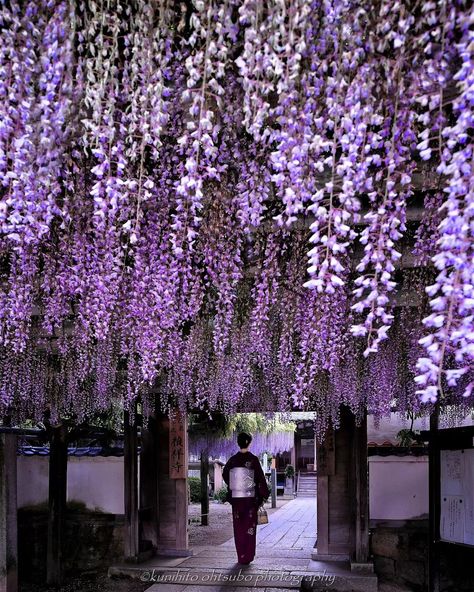 📍 Teisho-ji Temple, Ehime Captured by @kunihito_ohtsubo Follow @his_travel to discover Japan 🌸 ------------------------------------------------- Destination Japan by HIS International Tours ------------------------------------------------- #DestinationJapan #TeishojiTemple #Ehime #WisteriaFlowers #KimonoLady #JapaneseTemples #FlowerGarden #SpringInJapan #WisteriaBlossoms #KimonoFashion #TraditionalAttire #JapaneseCulture #TempleBeauty #NaturePhotography #TravelJapan #ExploreEhime #FlowerVi... Japanese Wisteria Tree, Wisteria Japan, Manifesting Travel, Wisteria Trees, Woven Kingdom, Wisteria Cottage, Japanese Wisteria, Chinese Wisteria, Historical Temples