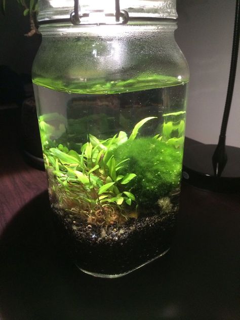 Ecosphere Diy Mason Jars, Biosphere Diy, Diy Biosphere, Diy Ecosphere, Ethereal Room, Water Sphere, Mason Jar Terrarium, Water Terrarium, Ecosystems Projects